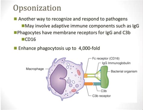 Immunology Lectures 1-5 exam 1 Flashcards | Quizlet