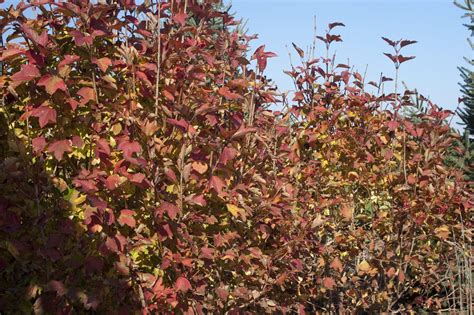 Redwing American Cranberrybush - Pahl's Market - Apple Valley, MN
