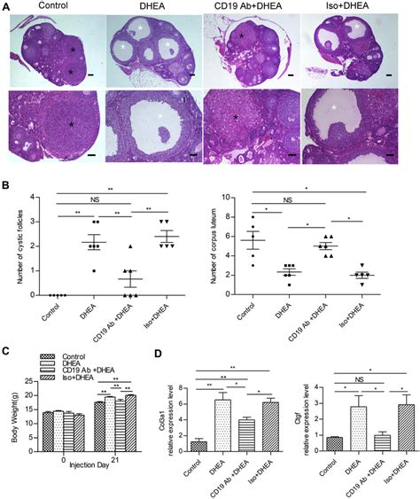 CD19 Antibody Pretreatment Inhibits PCOS Development In DHEA Treated