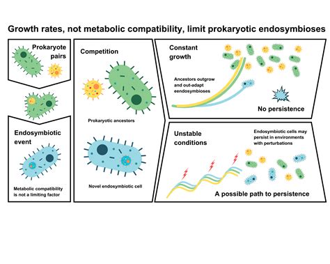 Metabolism Not The Limiting Factor In Prokaryotic Endosymbiosis Icelab