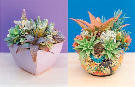 Выбор горшка для суккулента :: myPlants