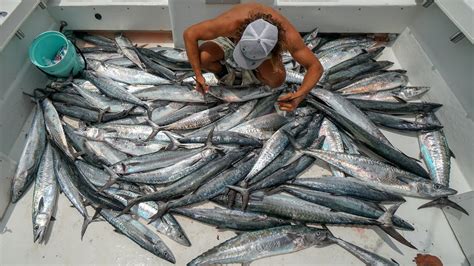 Record Breaking Day Commercial Kingfish Fishing Youtube