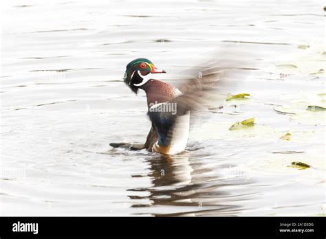 Wood duck flying hi-res stock photography and images - Alamy