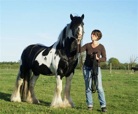 Caballos Irish Cob