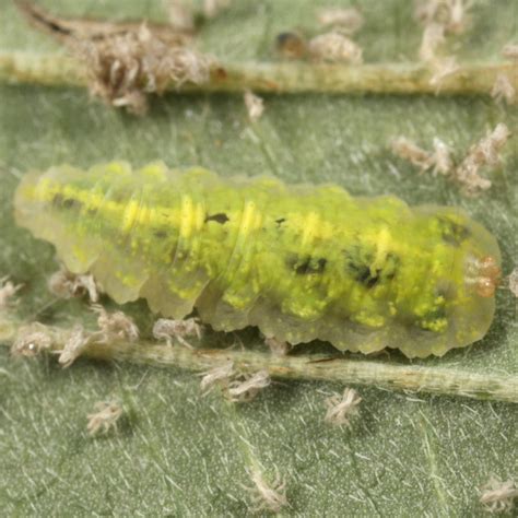 Syrphid Larva Epistrophe Bugguide Net