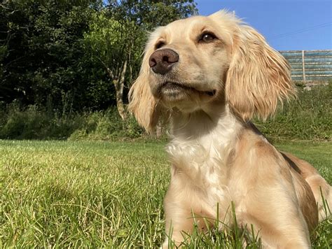 Dog Gives America Reason To Watch Cricket In Video Seen 1m Times Newsweek