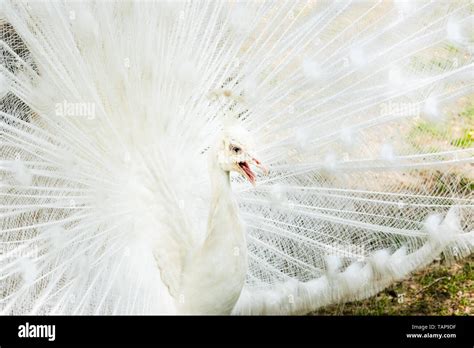 Close Up Portrait Of A White Peacock With Its Tail Opened Peacock Open