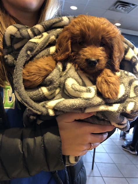 Goldendoodle Puppy That Visited Our Store Briefly For His First Pup Cup