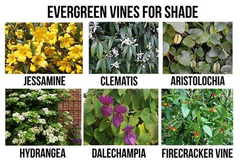 Evergreen vines, Evergreens for shade, Garden vines