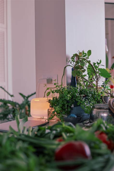 Les 5 plantes dintérieur faciles à entretenir pour purifier lair de