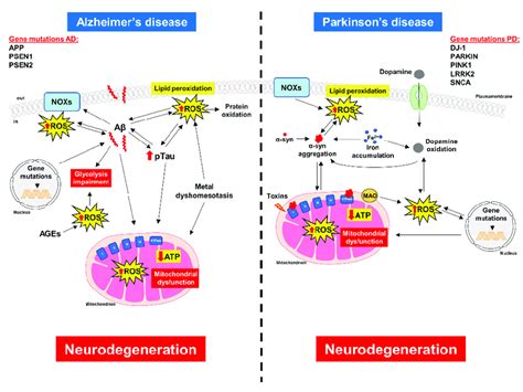 Schematic Representation Of The Cellular Mechanisms Leading To