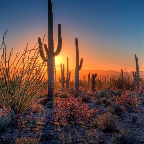 Best Things To Do In Saguaro National Park Summer Artofit