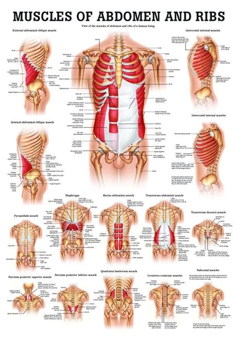 Muscles Of The Abdomen And Ribs Laminated Anatomy Chart Muscle Anatomy Abdominal Muscles