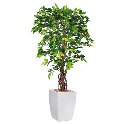 Kunstplant Ficus In Genesis Vierkant H Cm