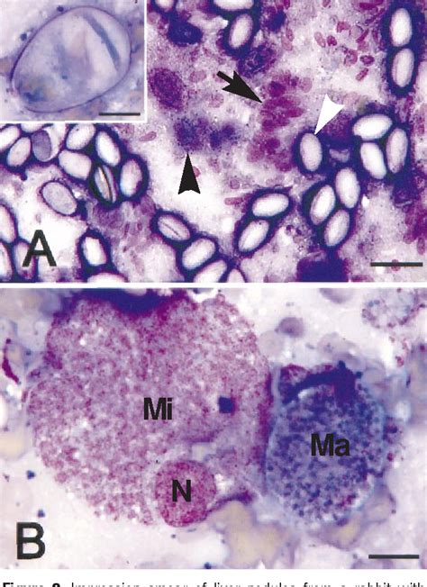 Pdf Impression Smear Of Liver Tissue From A Rabbit Semantic Scholar