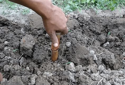 Budidaya Tanaman Tebu Untuk Pemula Sukses Sampai Panen