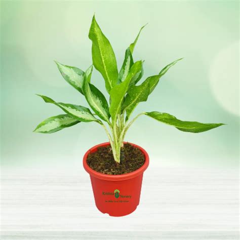 Aglaonema Parrot Plant Pot Colour & Poly Bag White Pot Pot Size 10 Inch