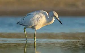 White Birds In Florida Global Birding Initiative