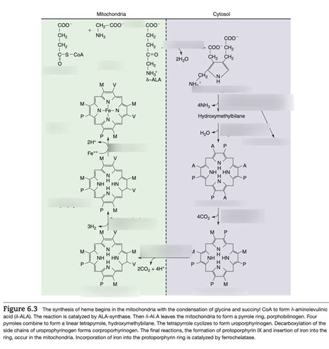 Heme Synthesis diagram Diagram | Quizlet