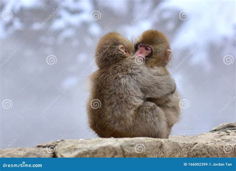 Japanese Macaques. The Japanese Macaque, Scientific Name: Macaca ...