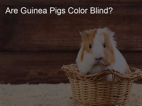 Are Guinea Pigs Color Blind