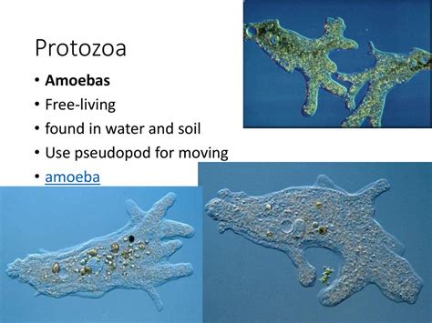 Phylum Protozoa Ppt Download