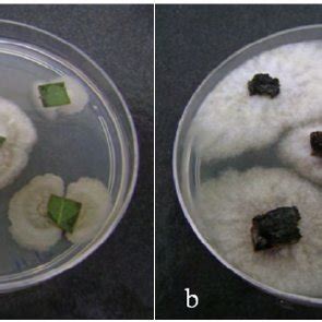 Mycelium Of Endophytic Fungi Emerging From The A Leaves And B Bark