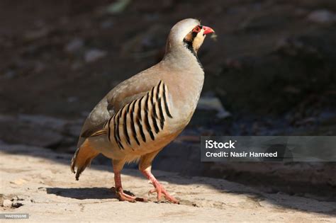 Partridge Pakistan National Bird Name Is Chukar And It Is Famous As ...