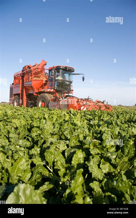 Harvesting Sugar Beet In Lincolnshire Stock Photo Alamy