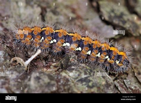 Tiger moth caterpillar hi-res stock photography and images - Alamy