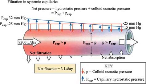 Fluid movement according to Starling's law | Download Scientific Diagram