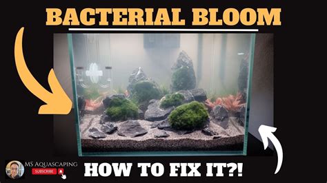 Bacterial Bloom And Cloudy Water Aquarium In Fish Tanks How To Fix It