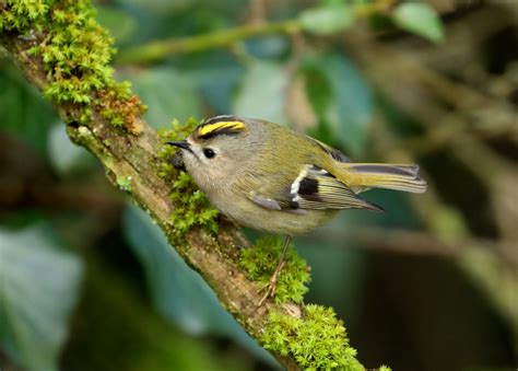 Goldcrest | BirdForum