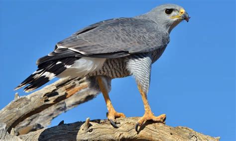 Discover The 14 Types Of Hawks In California Imp World