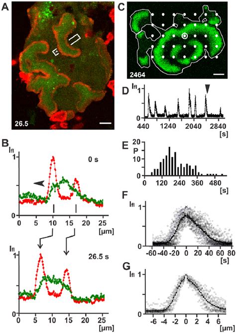 PIP3 Dynamics Associated With Actin Waves A An Electrofused Cell