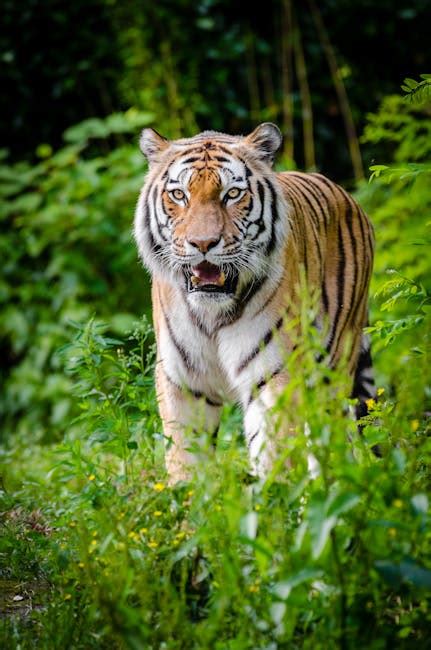 500 Best Tiger Photos · 100 Free Download · Pexels Stock Photos