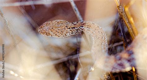 horned bitis snake close up Stock Photo | Adobe Stock