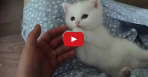 Cute White Cats And Kittens Cat Kitten White Pet Animal Cute Feline