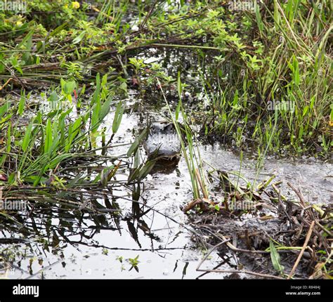 Alligator nest hi-res stock photography and images - Alamy