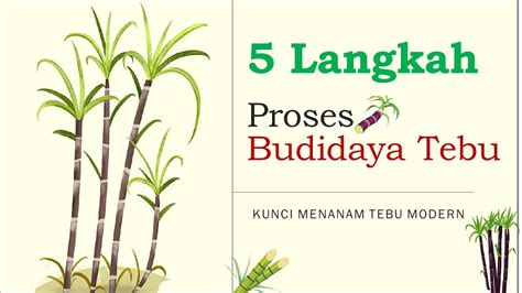 Cara Menanam Tebu Agar Cepat Besar Tahapan Dalam Budidaya Tanaman