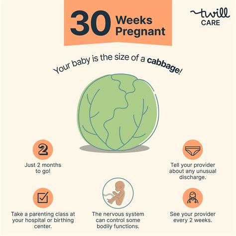 30 Weeks Pregnant | Pregnancy Week-by-Week - Twill Care