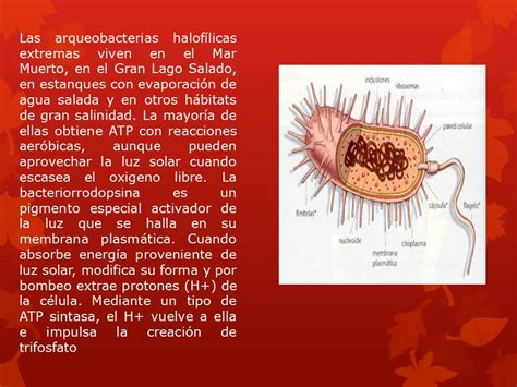 Microbiologia Unidad Arqueobacterias Y Unidad Eubacterias