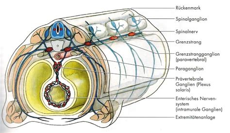 Embryologie Des Vegetativen Nervensystems Sympathikus Und