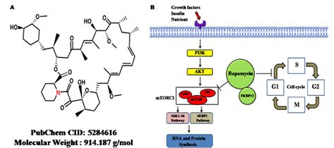 Figure From Rapamycin A Bacteria Derived Immunosuppressant That Has