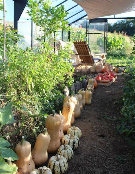 Récolter les courges et les faire sécher Le potager permacole