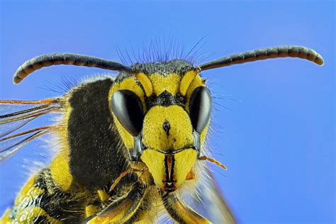 Yellow Jacket Wasp Life Cycle