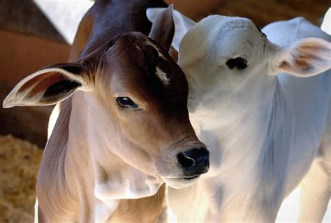 IMPORTÂNCIA DO MANEJO SANITÁRIO E NUTRICIONAL NA CRIAÇÃO DE BEZERRAS