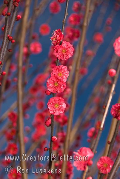 Matsubara Red Flowering Apricot Prunus Mume Creatorspalette