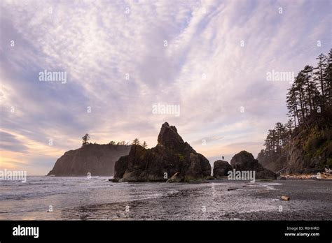 Sea Stacks At Ruby Beach Olympic National Park Washington Stock Photo