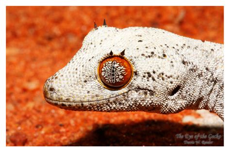 The Eye of the Gecko by shaggz86 on DeviantArt